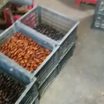 蚕蛹批发，欢迎各位老板来采购