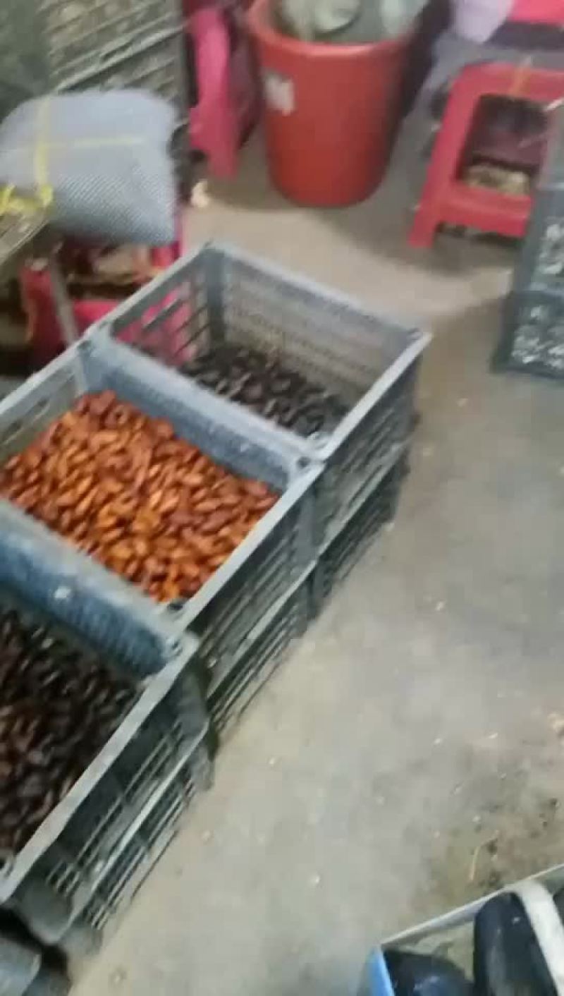 蚕蛹批发，欢迎各位老板来采购