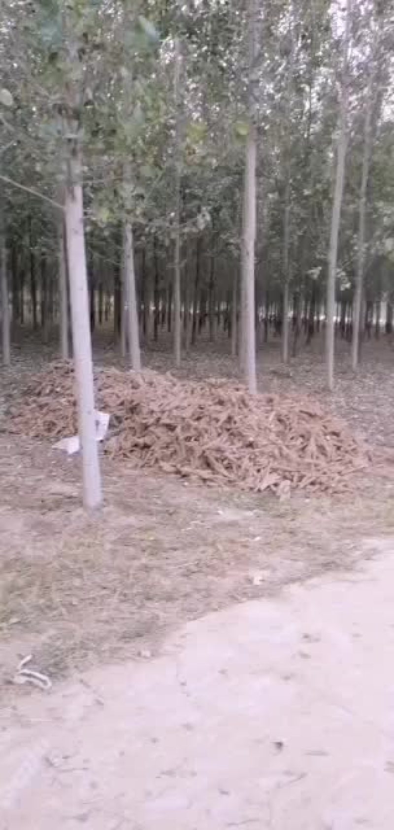 麻山药，铁扞，双捧，白玉