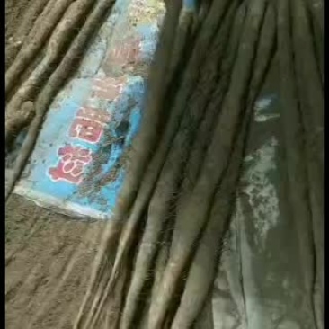 山药深州小白嘴山药代办代销