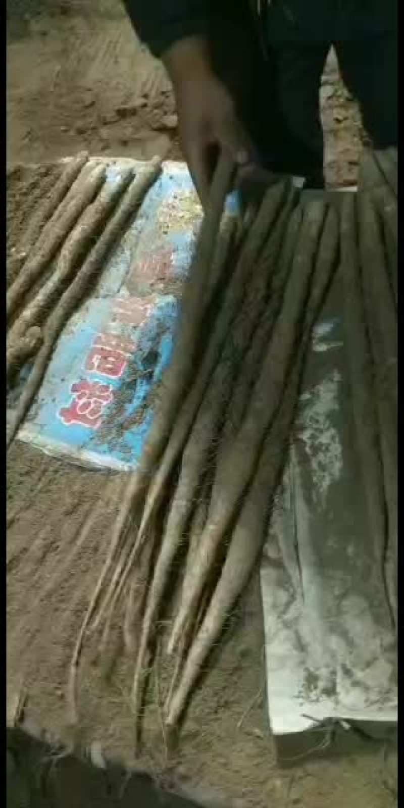 山药深州小白嘴山药代办代销
