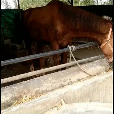 我是养马专业尸有骑马拉车马矮马全国各地发货价格面