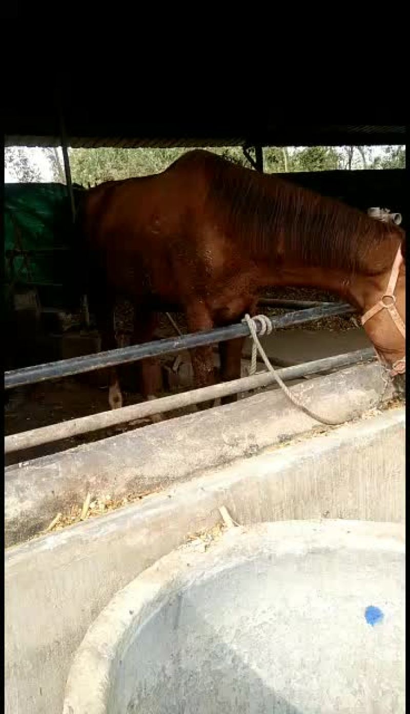 我是养马专业尸有骑马拉车马矮马全国各地发货价格面