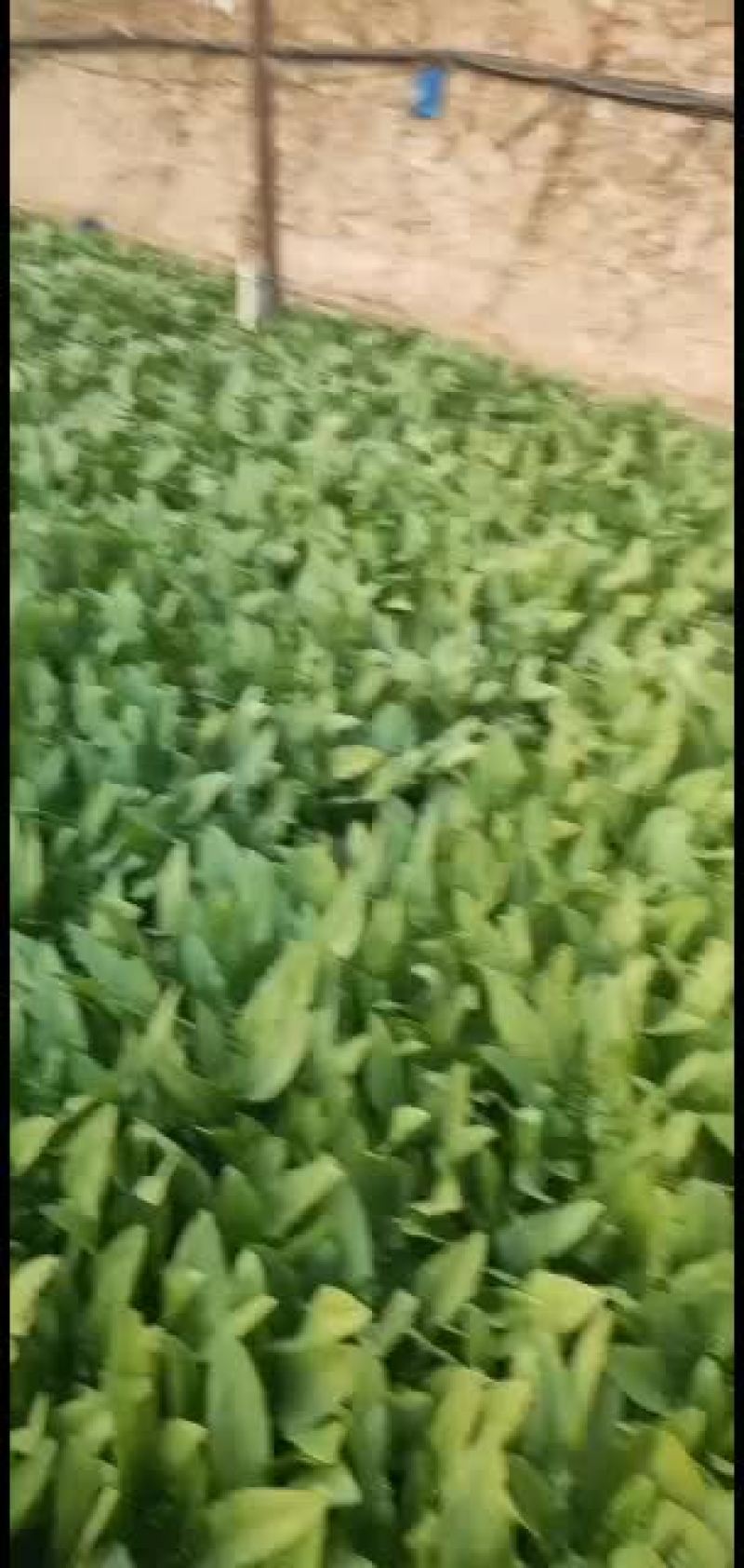 油麦菜精品油麦菜，各种精品叶菜大量上市。