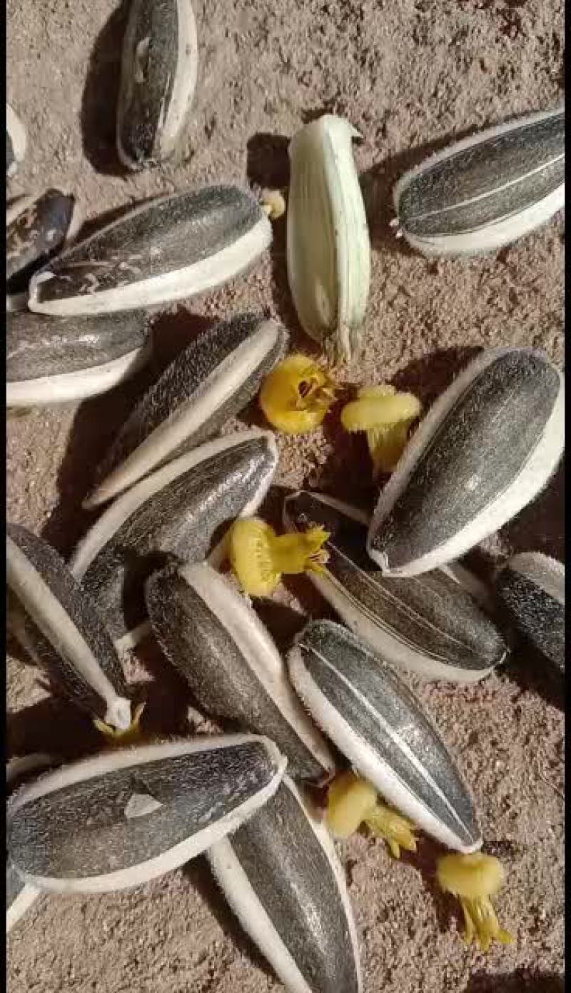 363系类大葵花皮毛好千粒重170～190重有要的联系