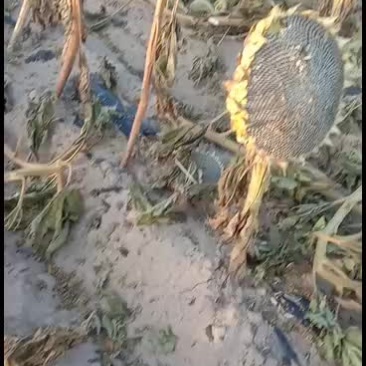 363系类大葵花皮毛好千粒重170～190重有要的联系