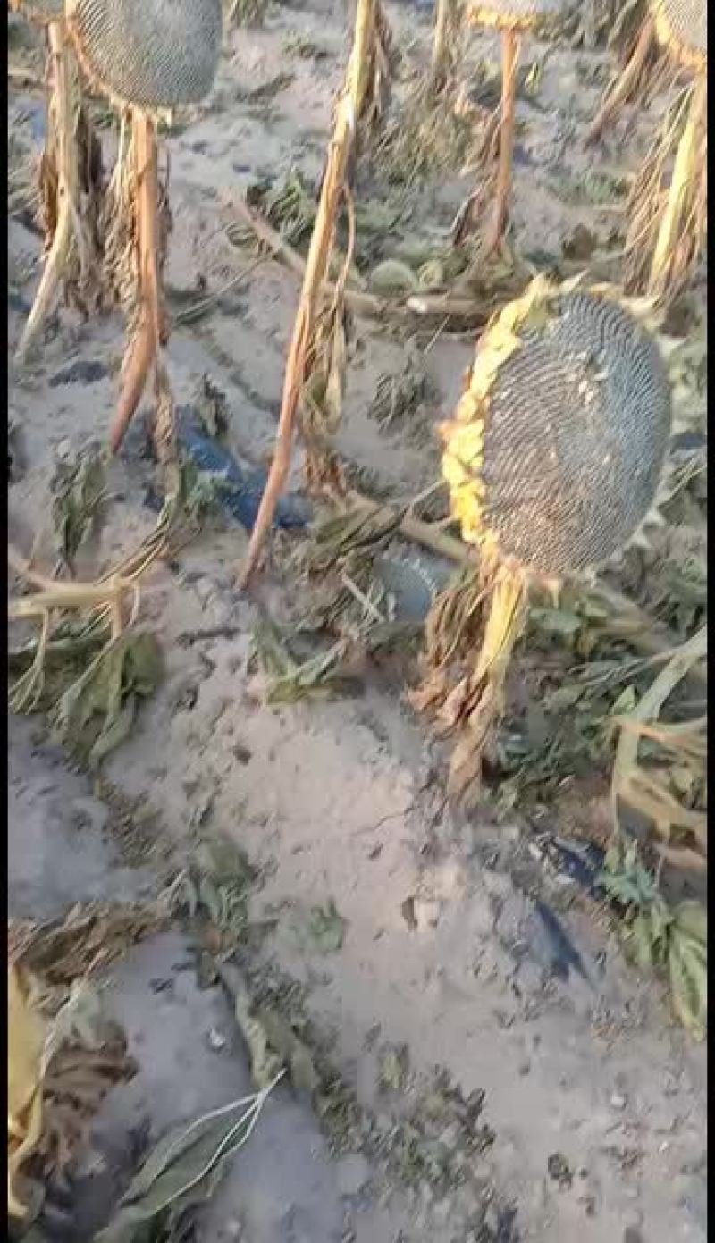 363系类大葵花皮毛好千粒重170～190重有要的联系