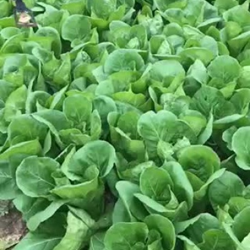 精品毛白菜大量出售，基地直供，永不断货