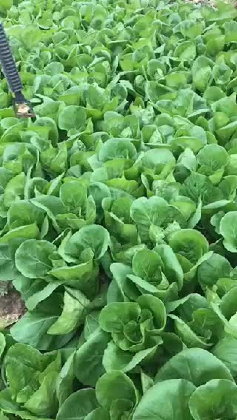精品毛白菜大量出售，基地直供，永不断货