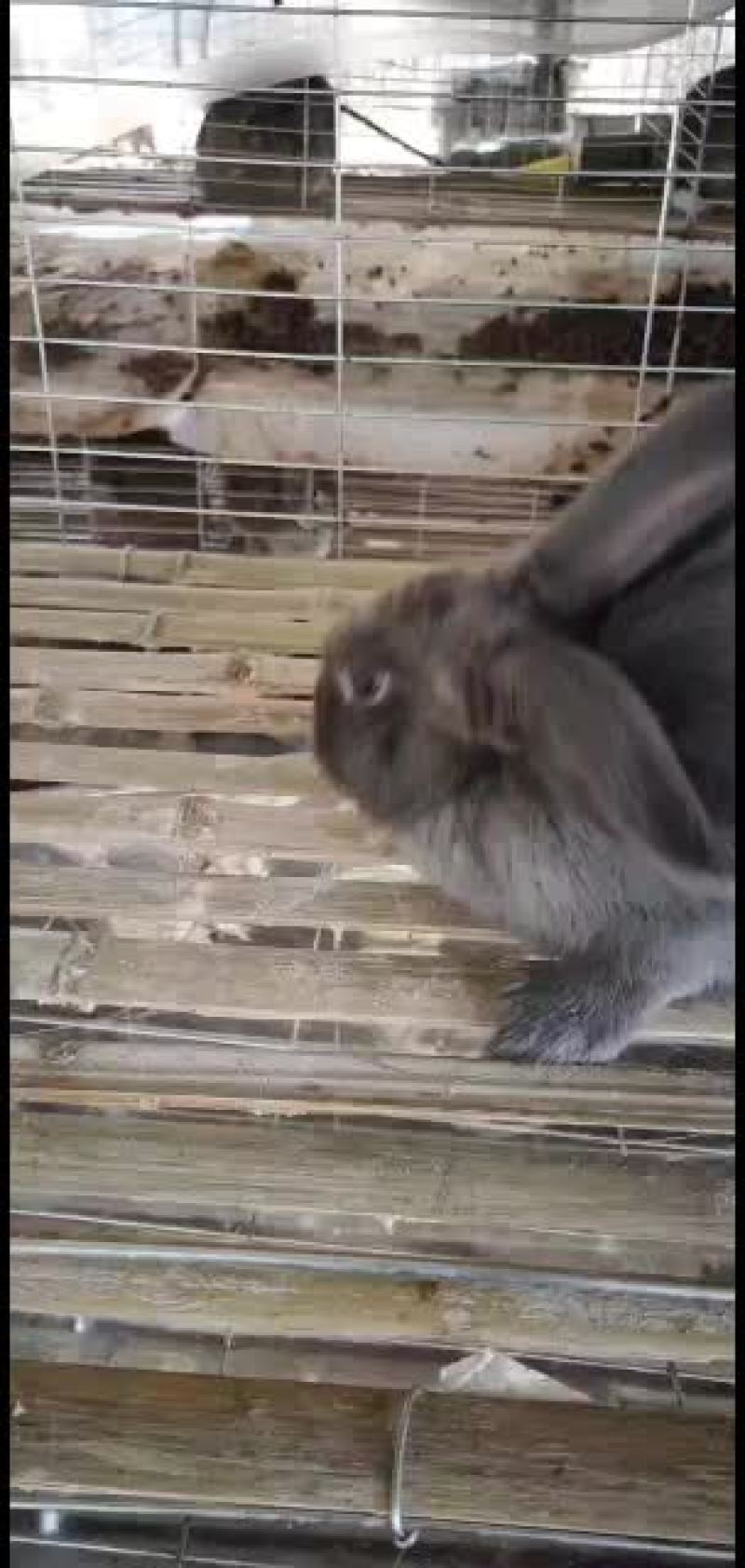 比利时种兔，商品兔，幼兔出售