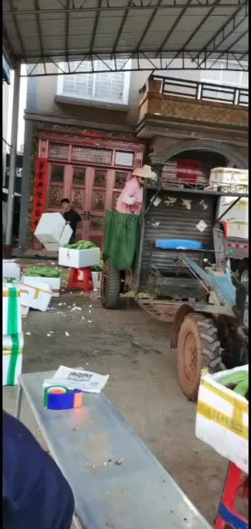 徐闻苦瓜上市半个月了