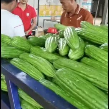 徐闻苦瓜上市半个月了