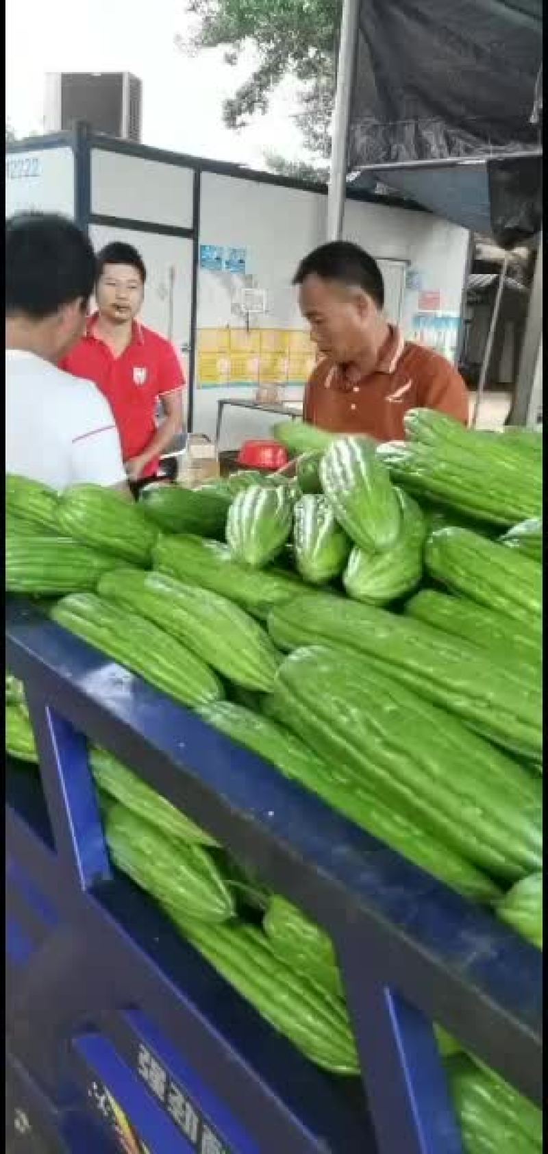 徐闻苦瓜上市半个月了