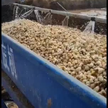 自产自销河北优质高产低风险高收益旱半夏种苗