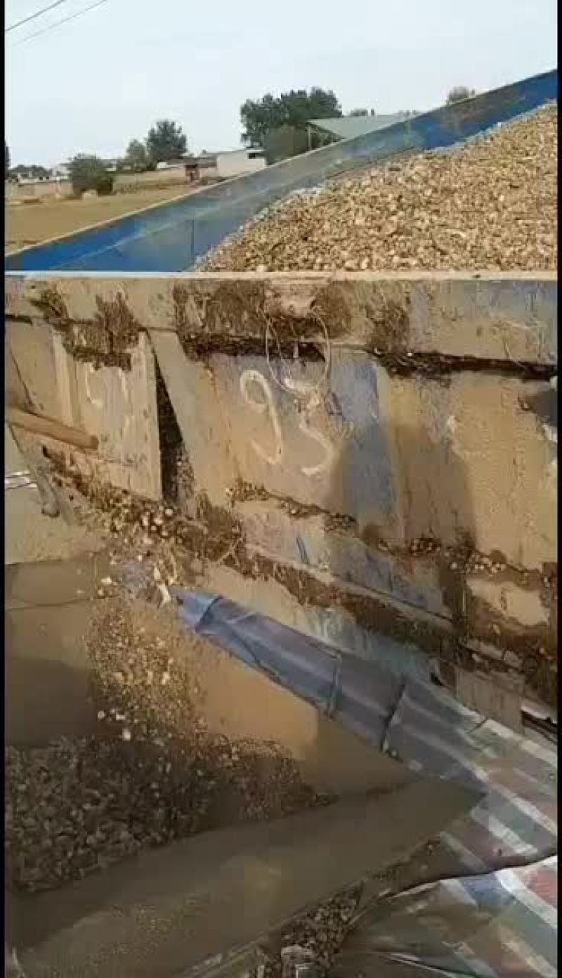 自产自销河北优质高产低风险高收益旱半夏种苗