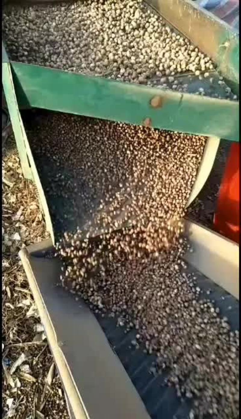 自产自销河北优质高产低风险高收益旱半夏种苗