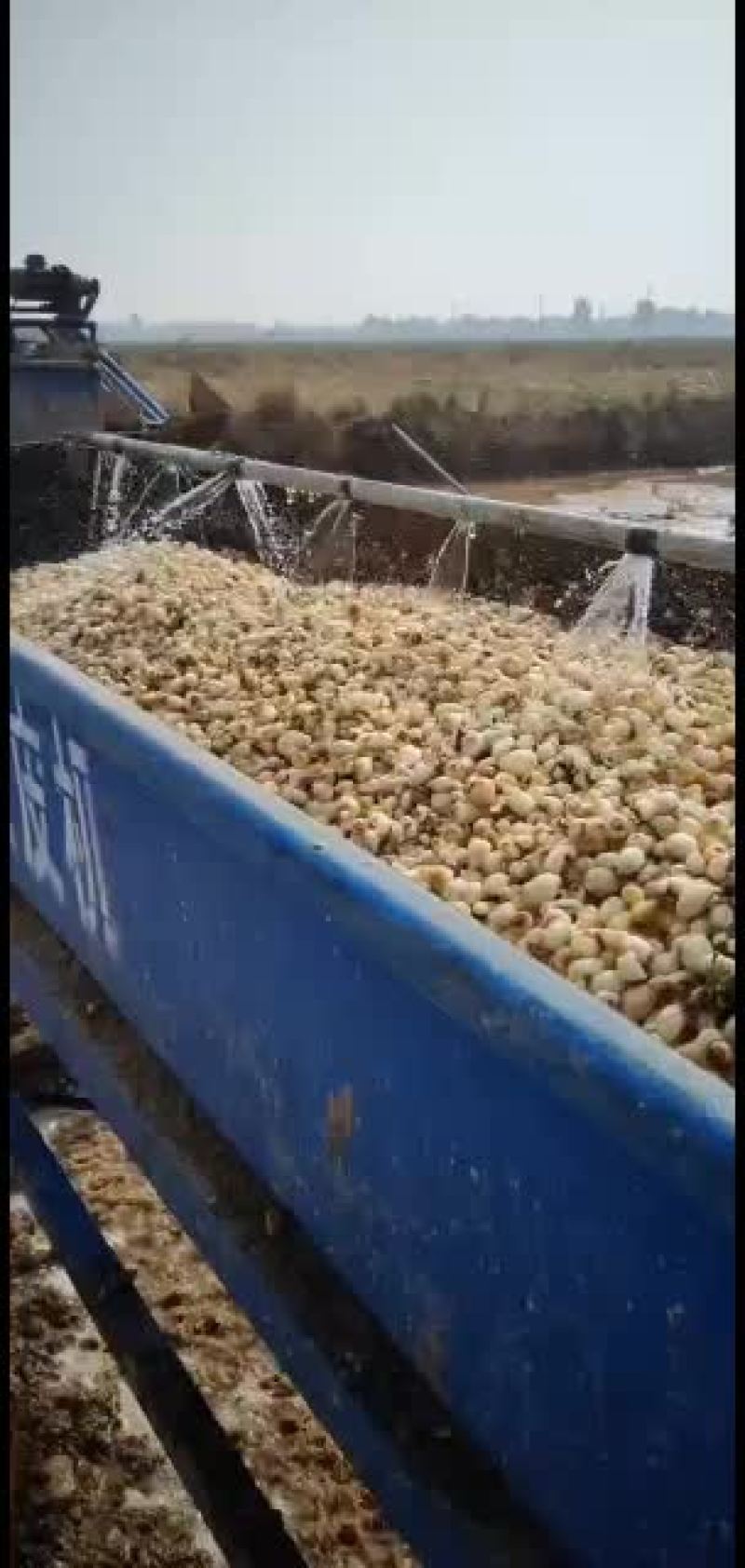 自产自销河北优质高产低风险高收益旱半夏种苗