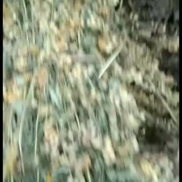 供应贵州野生一枝黄花，纯野生，高含量野生货