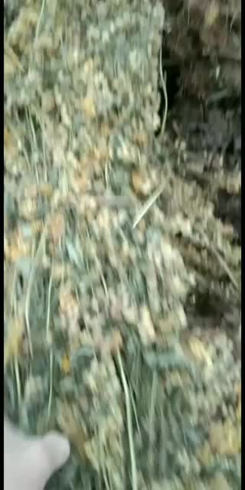 供应贵州野生一枝黄花，纯野生，高含量野生货