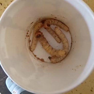 斗米虫，鸟不踏刺虫，云实蛀虫