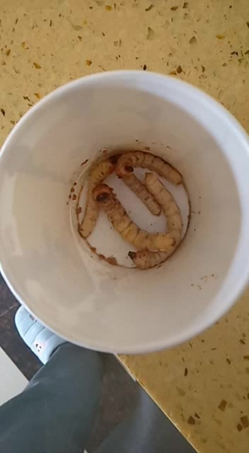 斗米虫，鸟不踏刺虫，云实蛀虫