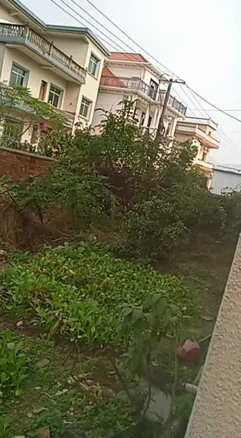 斗米虫，鸟不踏刺虫，云实蛀虫