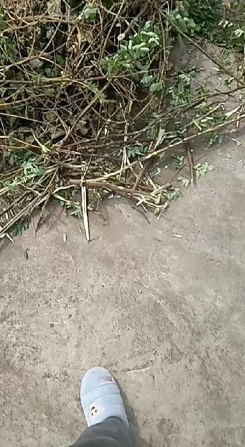 斗米虫，鸟不踏刺虫，云实蛀虫
