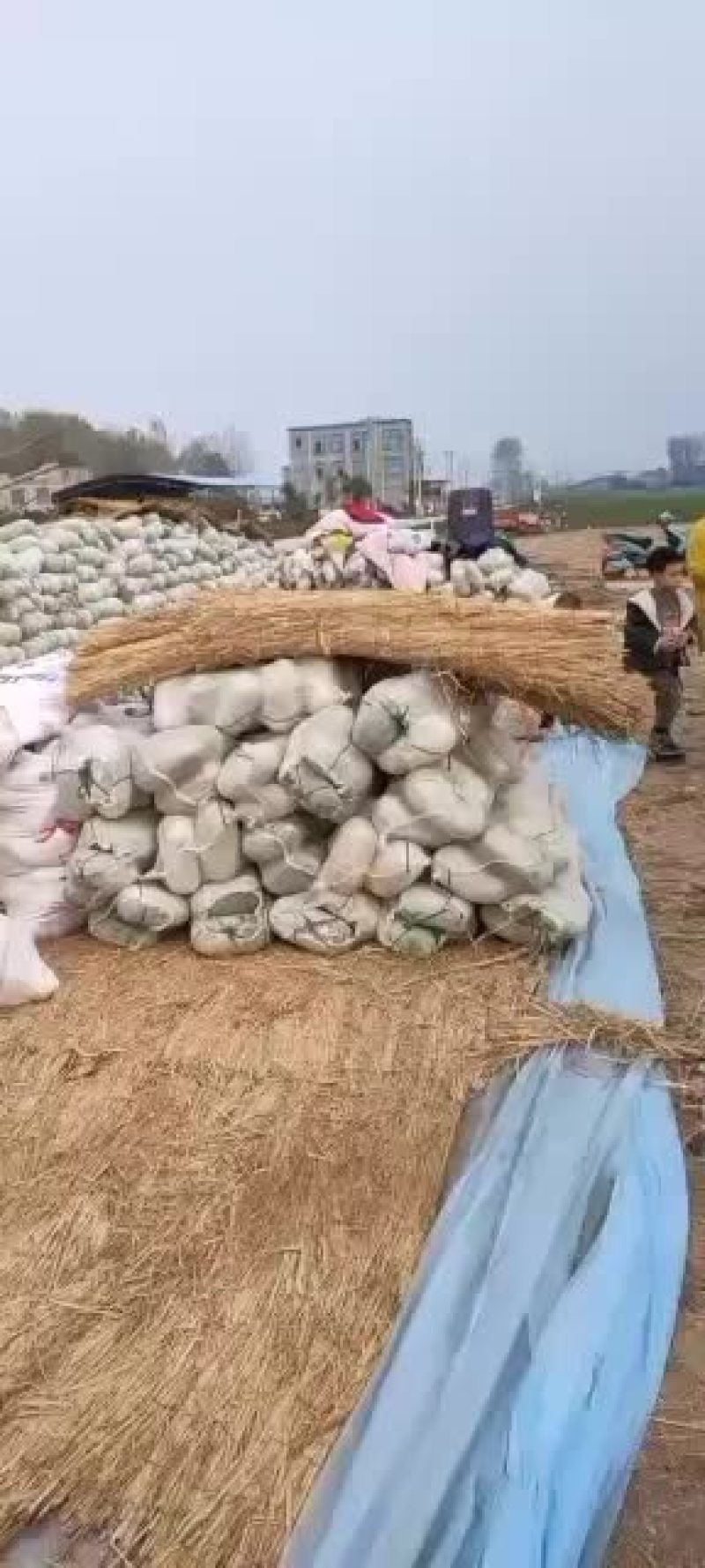 冬瓜水果冬瓜刚刚上市量大