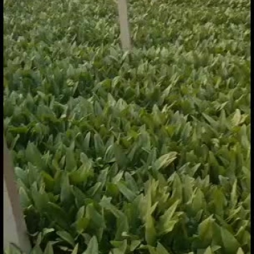 油麦菜大量上市，各种叶菜大量上市。
