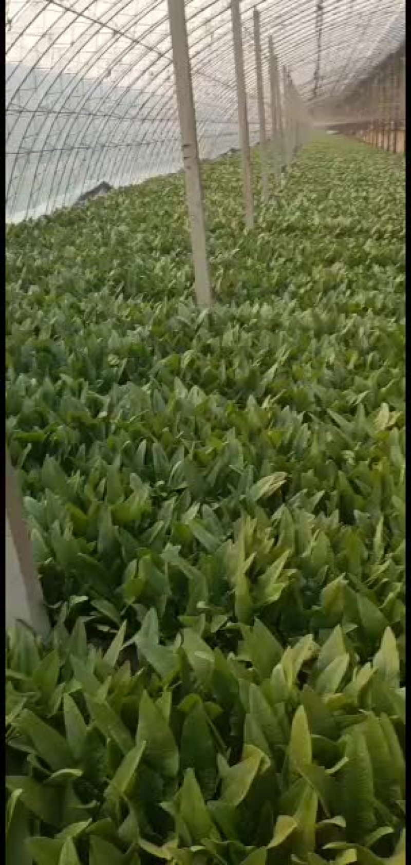 油麦菜大量上市，各种叶菜大量上市。
