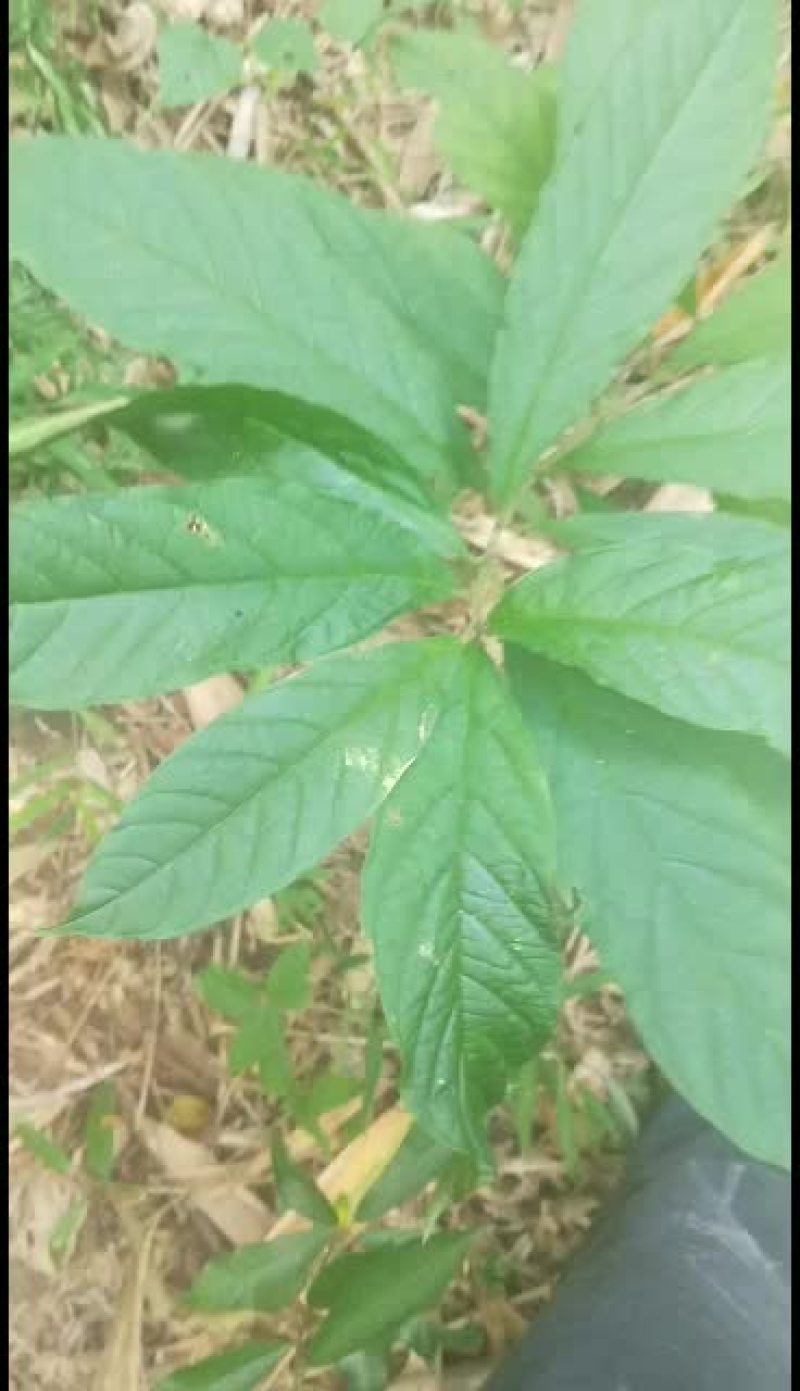 黄花倒水莲丶吊倒黄丶吊黄丶整株80/斤丶根100.干枝叶