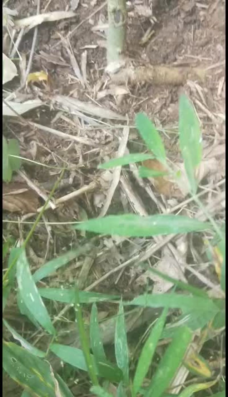 黄花倒水莲丶吊倒黄丶吊黄丶整株80/斤丶根100.干枝叶