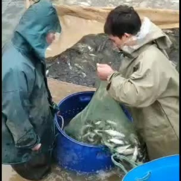 小白条大量货源需要滴滴