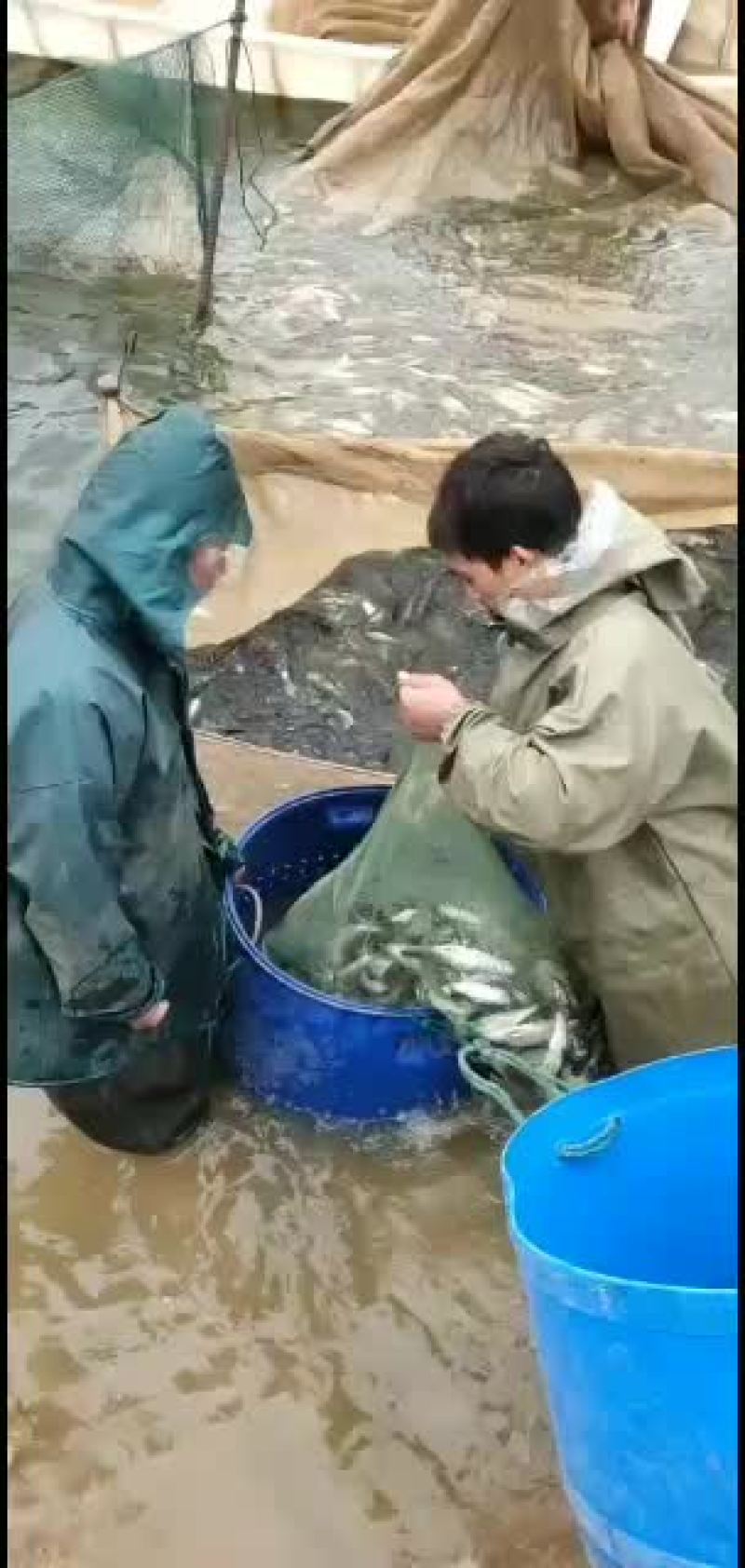 小白条大量货源需要滴滴