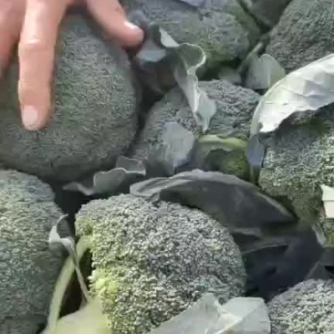 精品西兰花大量上市西兰花