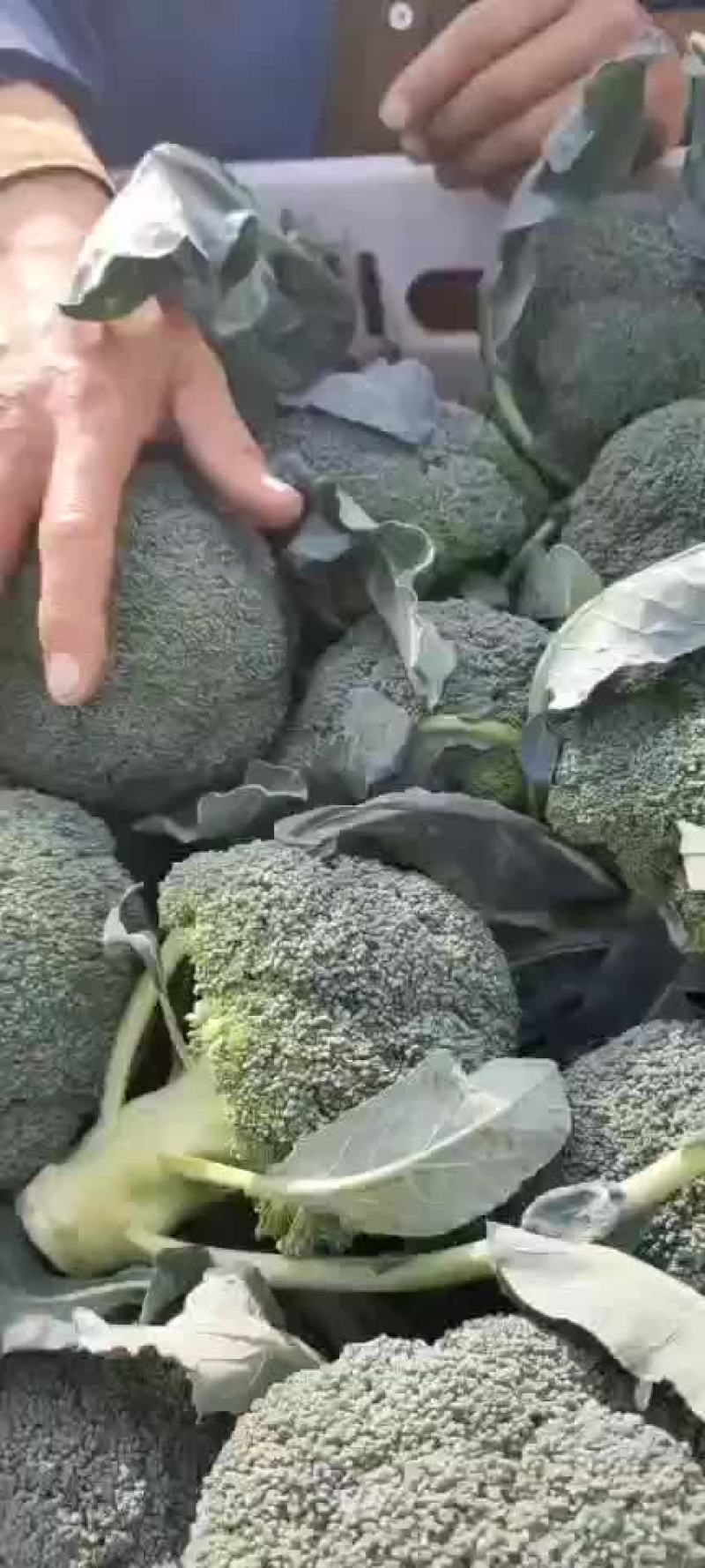 精品西兰花大量上市西兰花