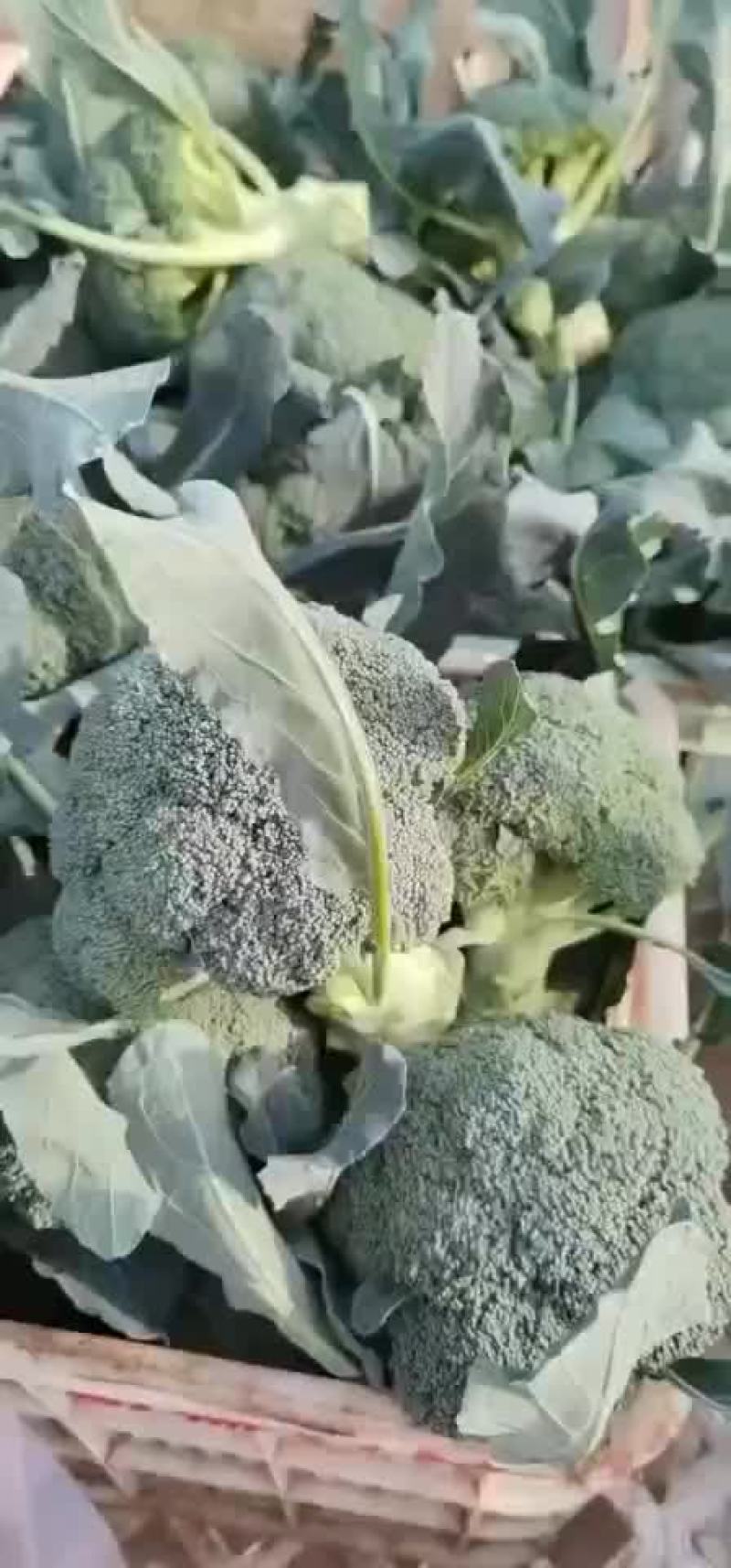 精品西兰花大量上市西兰花