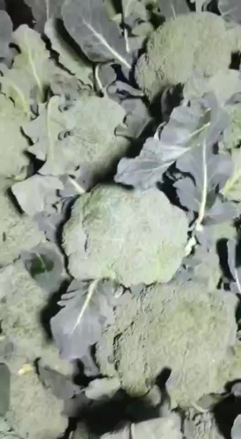 精品西兰花大量上市西兰花
