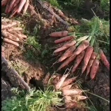 三红胡萝卜带樱子基地直接