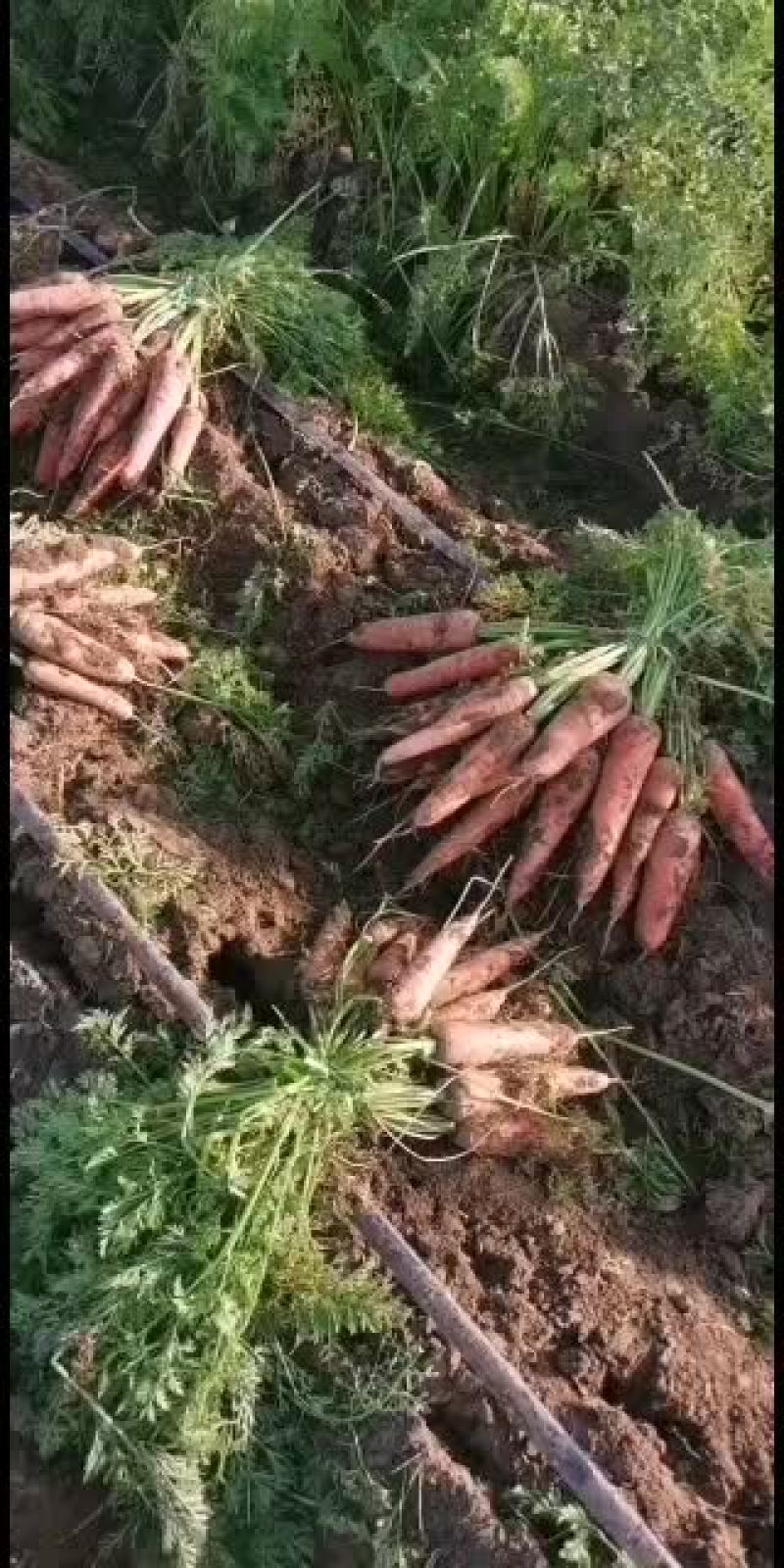 三红胡萝卜带樱子基地直接