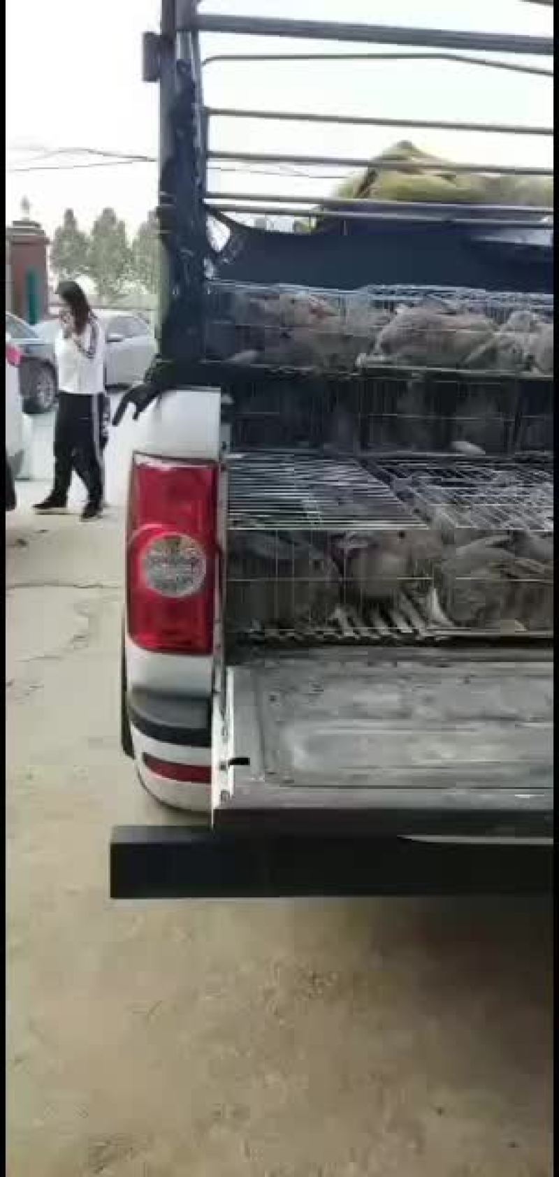AAA山东种兔养殖场欢迎新老朋友我场为繁育一体
