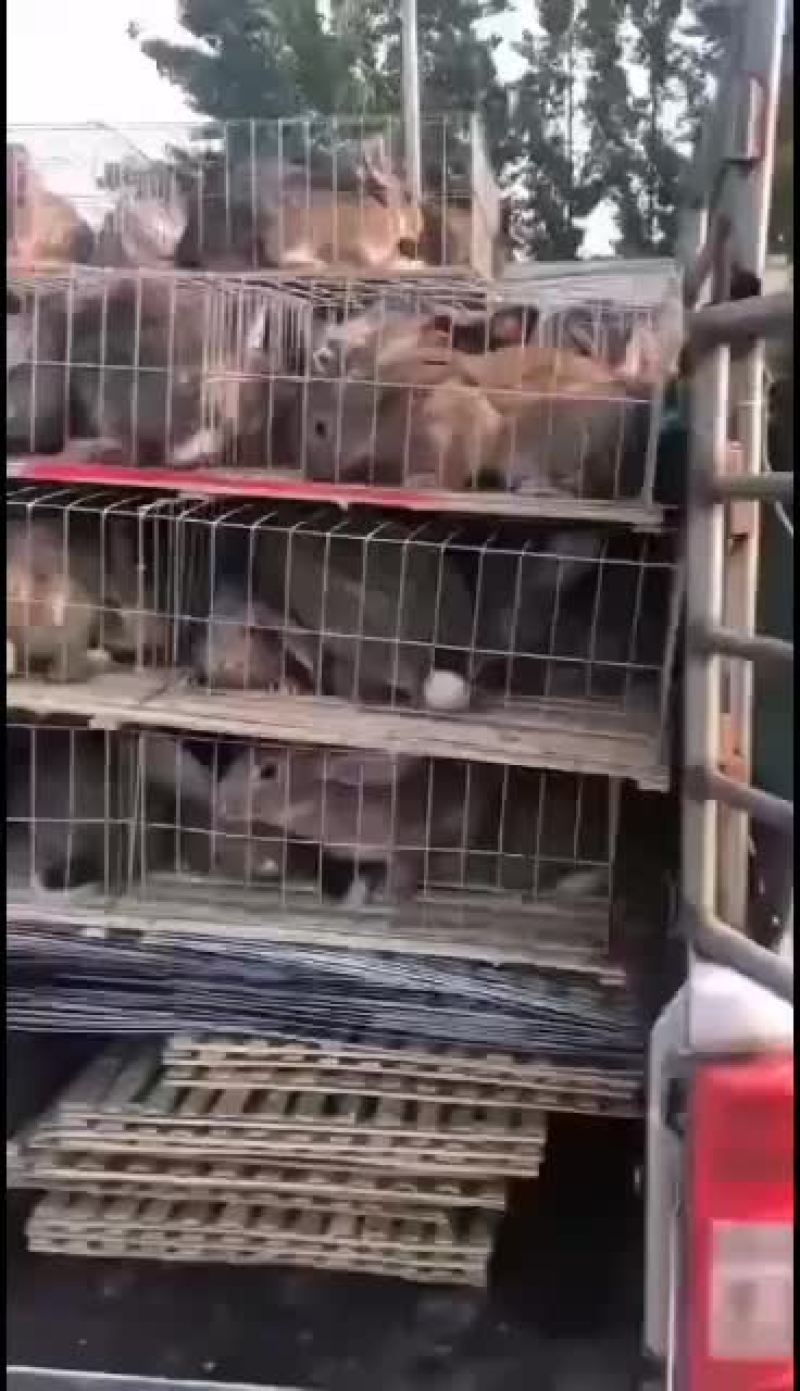 AAA山东种兔养殖场欢迎新老朋友我场为繁育一体