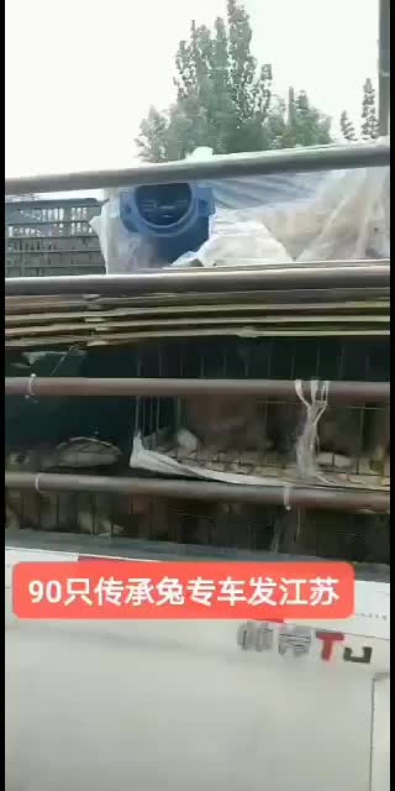 AAA山东种兔养殖场欢迎新老朋友我场为繁育一体