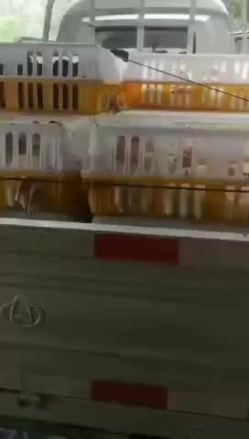 AAA山东种兔养殖场欢迎新老朋友我场为繁育一体