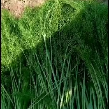 扁节茴香，割茬茴香！！！！！