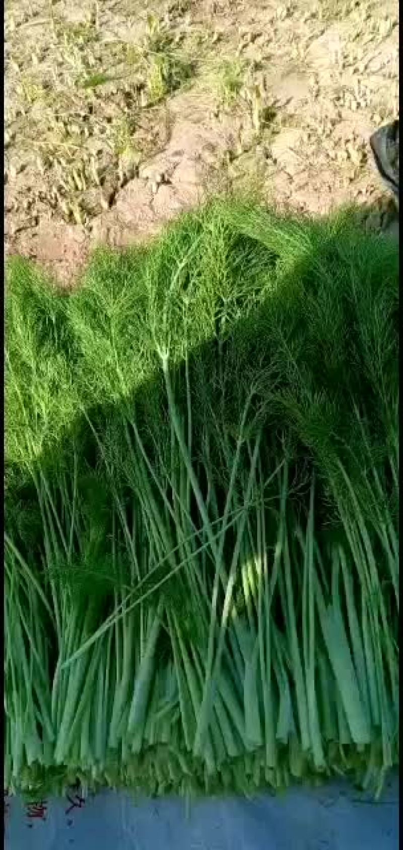 扁节茴香，割茬茴香！！！！！