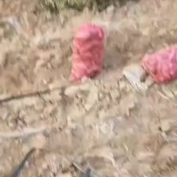长期供应各种红薯，品种齐全，价格合理