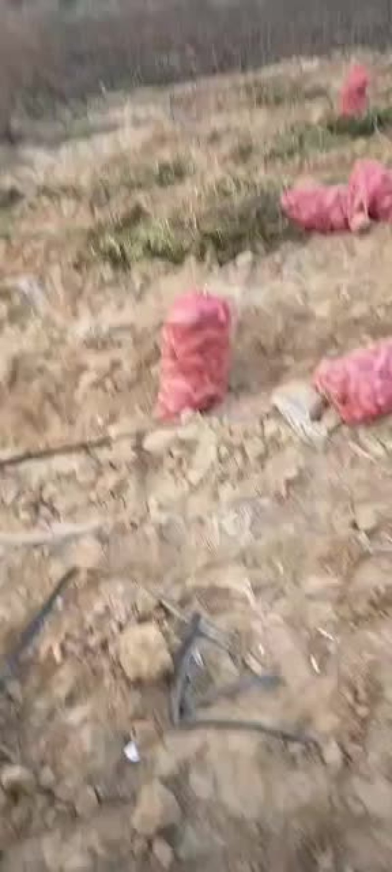 长期供应各种红薯，品种齐全，价格合理