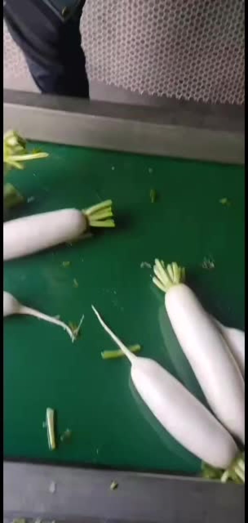 精品白萝卜，加工厂萝卜，食堂萝卜，各种货需要的老板联系