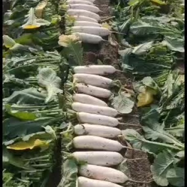 精品白萝卜，加工厂萝卜，食堂萝卜，各种货需要的老板联系